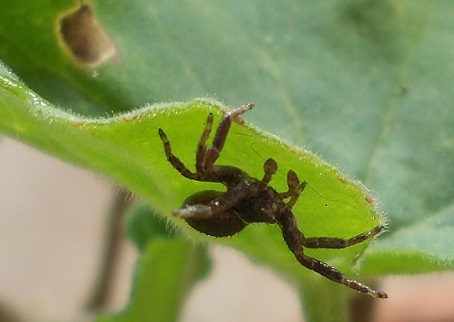 Xysticus sp. - Sannio beneventano (BN)